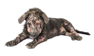 Closeup dog sick leprosy skin problem with white background