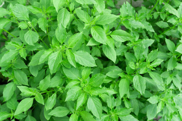 hoary basil or basilicum in the pot, ingredient for cooking