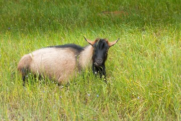 Goats grazing on grass