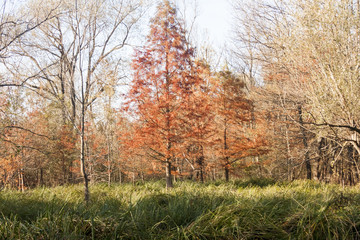 Fototapeta na wymiar Autumn landscape with autumn leaves and moody light