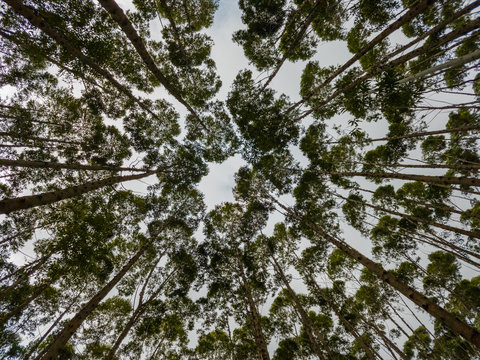 Tree tops at a cloudy day. Dark forest. Cloudy sky and green tree. Tree top view