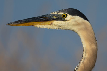 Extremely close view of a great blue heron, seen in the wild in North California (700mm telephoto)
