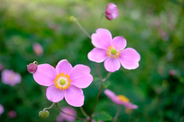 Fototapeta premium pink flowers