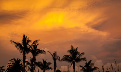 Fototapeta na wymiar Orange Yellow Wild Looking Sky over Palm trees in Florida