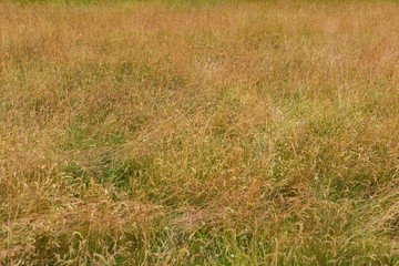 Prairie grass background