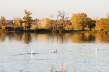 Autumn landscape with water and reflexions