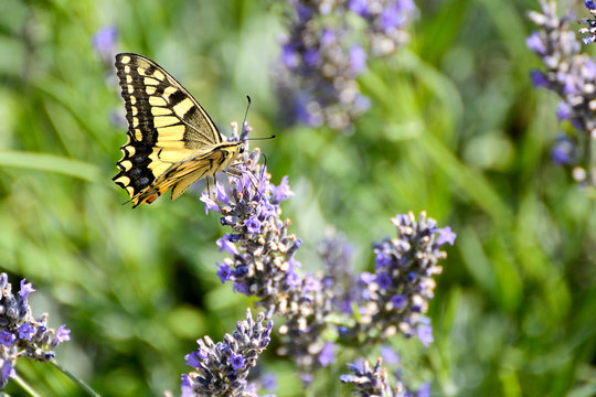 Black and yellow butterfly on a lavender flower