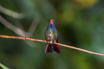 Beija-flor-safira (Hylocharis sapphirina) | Rufous-throated Sapphire