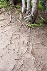 Base of the trunk of three trees and roots in the dirt