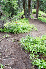 Obraz premium Courthouse mountain trail in the Uncompahgre National Forest