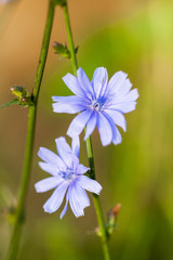 Fototapeta premium Cichory (Cichorium intybus) plant with flowers on natural background