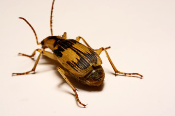 Bombardier beetles on a smooth background.