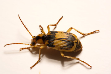 Bombardier beetles on a smooth background.