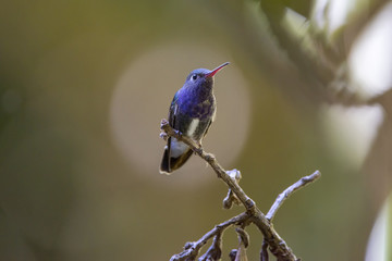 Beija-flor-de-peito-azul (Amazilia lactea) | Sapphire-spangled Emerald