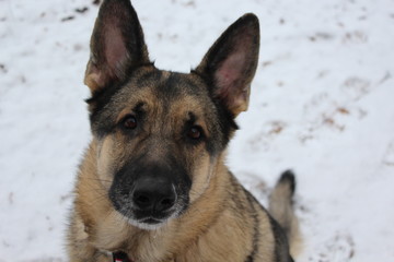 shepherd in snow