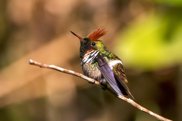 Topetinho-vermelho (Lophornis magnificus) | Frilled Coquette