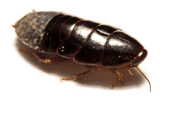 Australian giant burrowing cockroach on white background