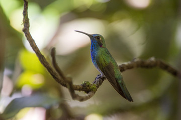 Beija-flor-de-orelha-violeta (Colibri serrirostris) | White-vented Violetear 