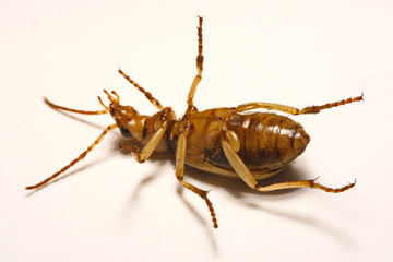 Bombardier beetles on a smooth background.