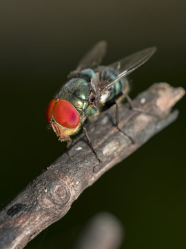 Image of a fly (Diptera) on dry branches. Insect Animal