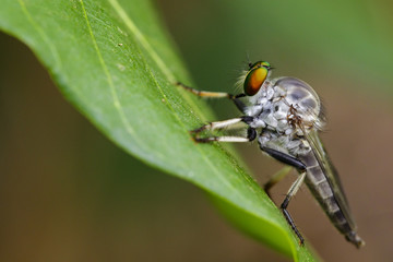 Image of an robber fly(Asilidae) on green leaves on the natural background. Insect Animal