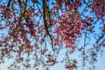 First rays of sunshine filter through the blossoms of an Ironwood tree in Bloom.