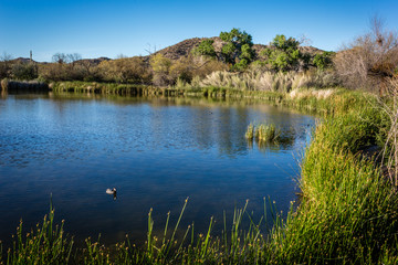 Quitobaquito Springs creates an oasis amidst parched desert land of Organ Pipe National Monument.