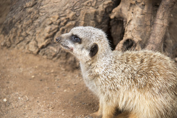 Fototapeta premium Animals of the World 1