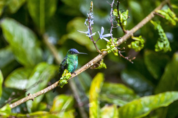 Beija-flor-de-fronte-violeta (Thalurania glaucopis) | Violet-capped Woodnymph