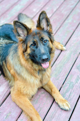 Long haired red and black German shepherd dog outdoors on colored wood patio