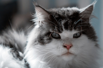 The Maine Coon cat. White-gray cat with a serious look in the room.