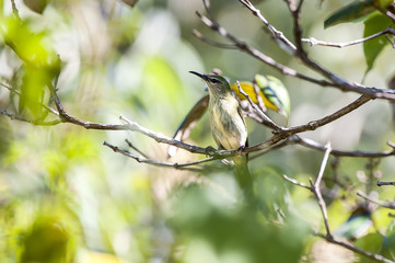 Saíra-beija-flor (Cyanerpes cyaneus) | Red-legged Honeycreeper 