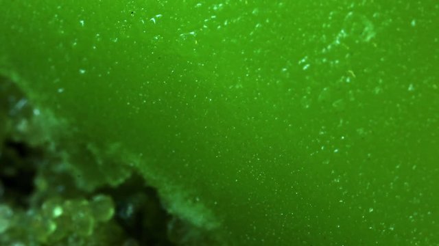 Fruity popsicle melts, extreme close up