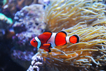 red clownfish in the coral reef