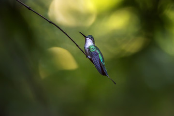 Beija-flor-de-banda-branca (Amazilia versicolor) | Versicolored Emerald
