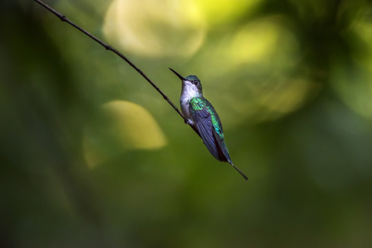 Beija-flor-de-banda-branca (Amazilia versicolor) | Versicolored Emerald