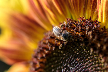 Bee on sunflower petals. Sunflower close-up in nature.