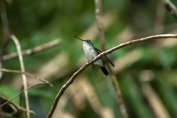 Beija-flor-de-fronte-violeta (Thalurania glaucopis) | Violet-capped Woodnymph