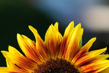 Sunflower petals in nature. Sunflower close-up against the sky.