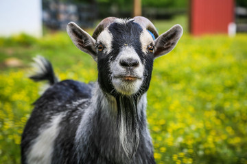 Funny close up of a black and white spotted goat on the farm