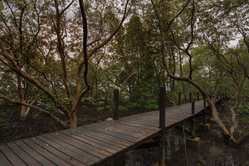 Fototapeta na wymiar Walk in the mangrove.