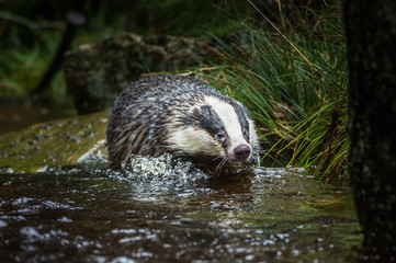 Badger in forest creek. European badgerforest swimming in the water, animal in the nature forest habitat, Germany, central Europe. Wildlife scene from nature. Mammal in the water. (Meles meles)
