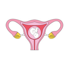 Female reproductive organ with fetus vector illustration design