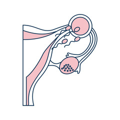Female reproductive organ with Spermatozoa vector illustration design