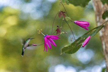 Beija-flor-de-fronte-violeta (Thalurania glaucopis) | Violet-capped Woodnymph