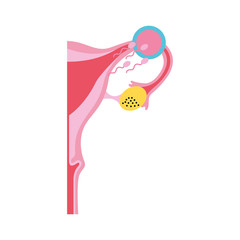 Female reproductive organ with Spermatozoa vector illustration design