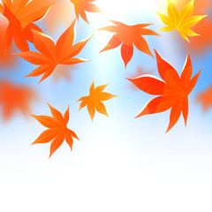 Fototapeta na wymiar Momiji. Realistic autumn maple leaves on white and blue. Vector illustration background.