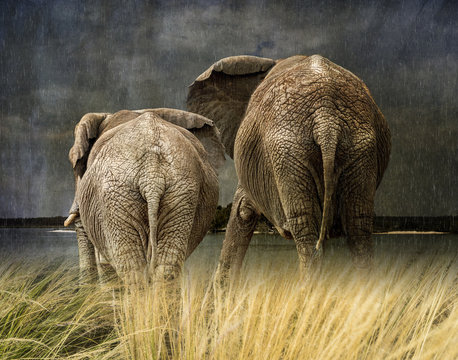Elephants in the rain Watching storm from grassy prairie, composite