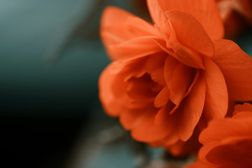 Beautiful floral background with a red begonia flower. Abstract macro photo of a flower with...