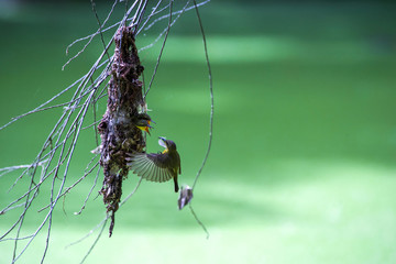 Olive backed sunbird(Yellow-bellied sunbird), Mother bird feeding baby in the nest with flying.